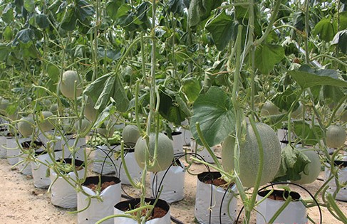 Phá hoại nhà kính và 1.500 gốc dưa lưới gây thiệt hại gần 2 tỷ đồng