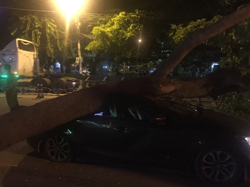 Hoảng loạn vì  cây xà cừ bật gốc đè xế hộp giữa khuya