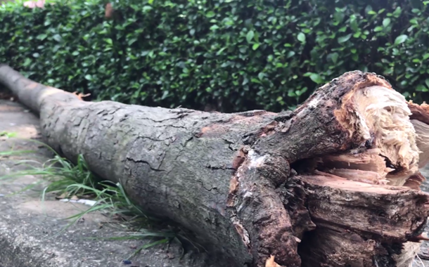 Ngồi ăn bánh mì, nữ công nhân nghèo nguy kịch vì cành cây rơi trúng đầu