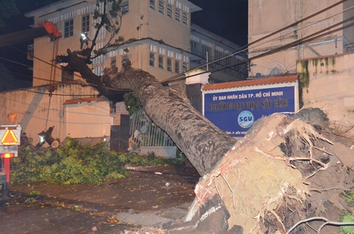 Cây cổ thụ cao 35m bật gốc đè sập góc tường trường đại học