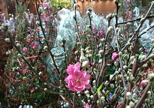 Chộn rộn chợ hoa Tết ở Công viên 23-9