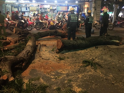 Cổ thụ bỗng nhiên đổ ập vào tiệm tạp hóa của 3  bà cháu