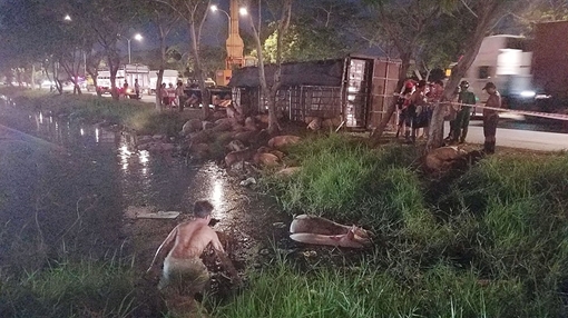 Hàng chục con heo bì bõm dưới mương nước sau cú bẻ lái của tài xế  