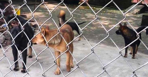 Đàn chó canh nhà bị lừa, trộm đột nhập biệt thự lấy 700 triệu