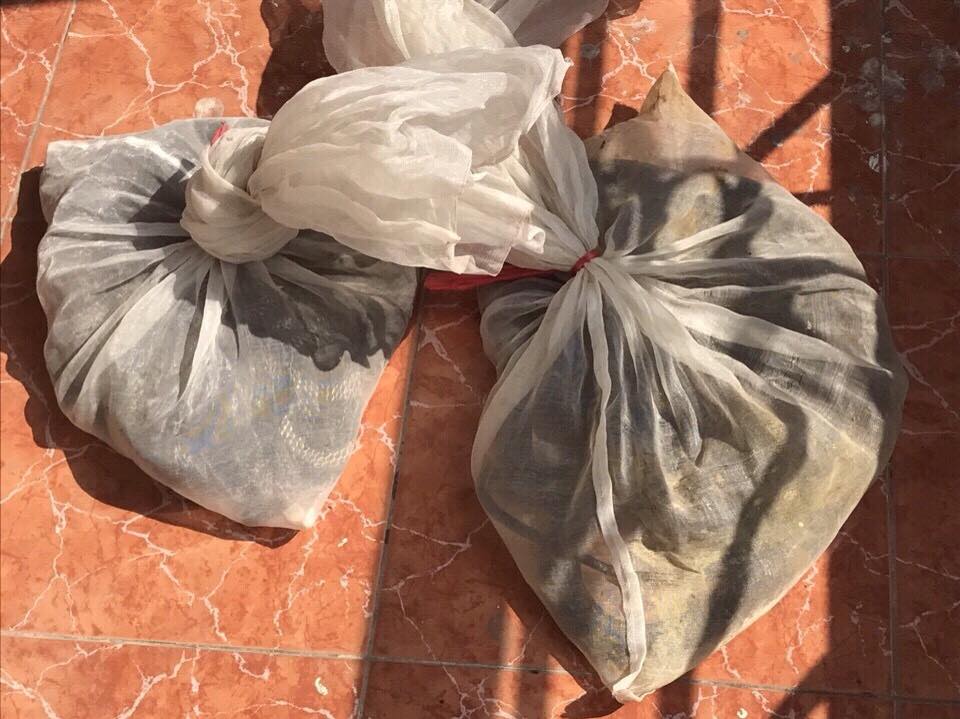 Vận chuyển 5 cá thể rắn hổ mang chúa từ Thái Nguyên xuống Hà Nội tiêu thụ