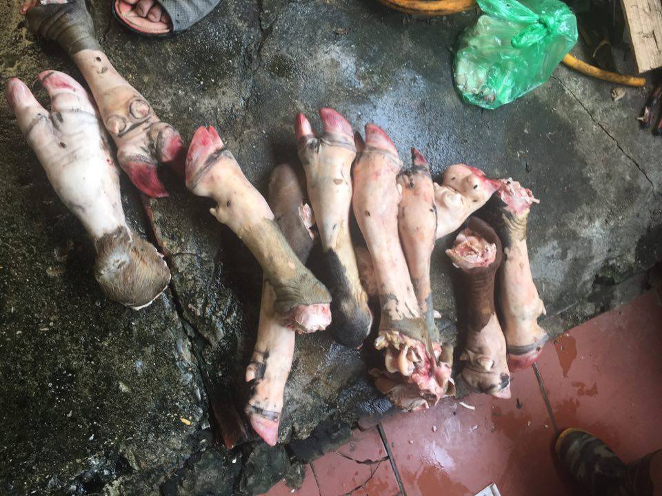 Phát hãi với 1,1 tấn xương trâu, bò thối chuẩn bị đưa ra nhà hàng bún phở