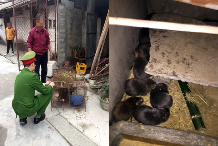 Xử lý một nhà hàng ở Chùa Hương bán động vật hoang dã