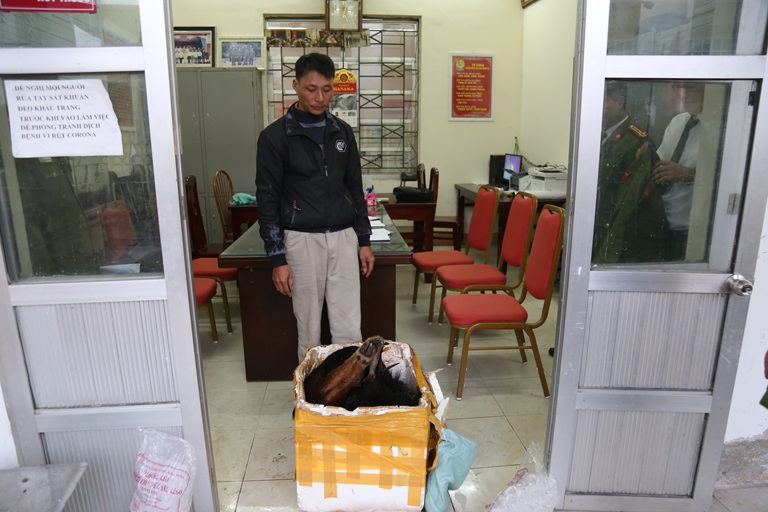 Bắt vụ vận chuyển sơn dương đông lạnh ở Tam Đảo