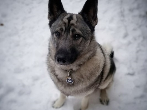 Chú chó ở Mỹ được nhận trợ cấp thất nghiệp 