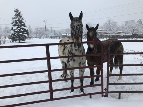 Miền Trung Tây Mỹ phủ toàn màu trắng trong trận bão tuyết