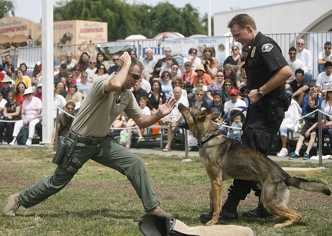 "Chiến sĩ bốn chân" - vũ khí lợi hại của đặc nhiệm Mỹ