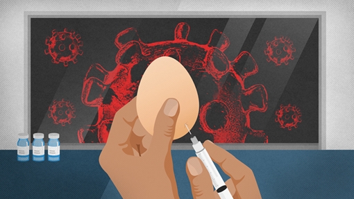Bật mí công nghệ sản xuất vaccine cúm từ trứng gà