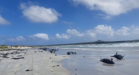 Gần 100 cá voi mắc cạn đến chết ở New Zealand 