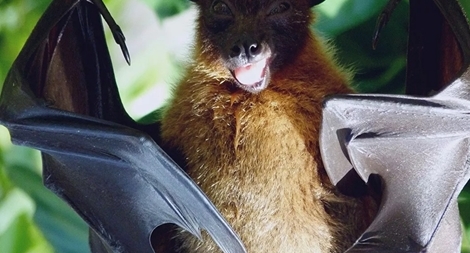 Chủng virus Corona mới được tìm thấy ở dơi tại Thái Lan 