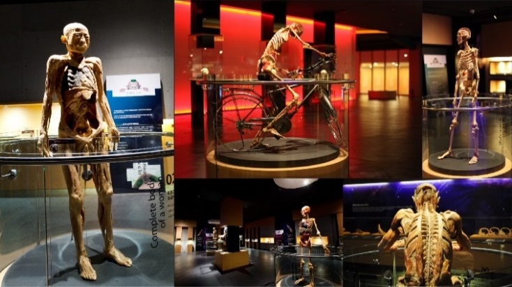 Lập đoàn kiểm tra độc lập về triển lãm thân thể người gây phản cảm