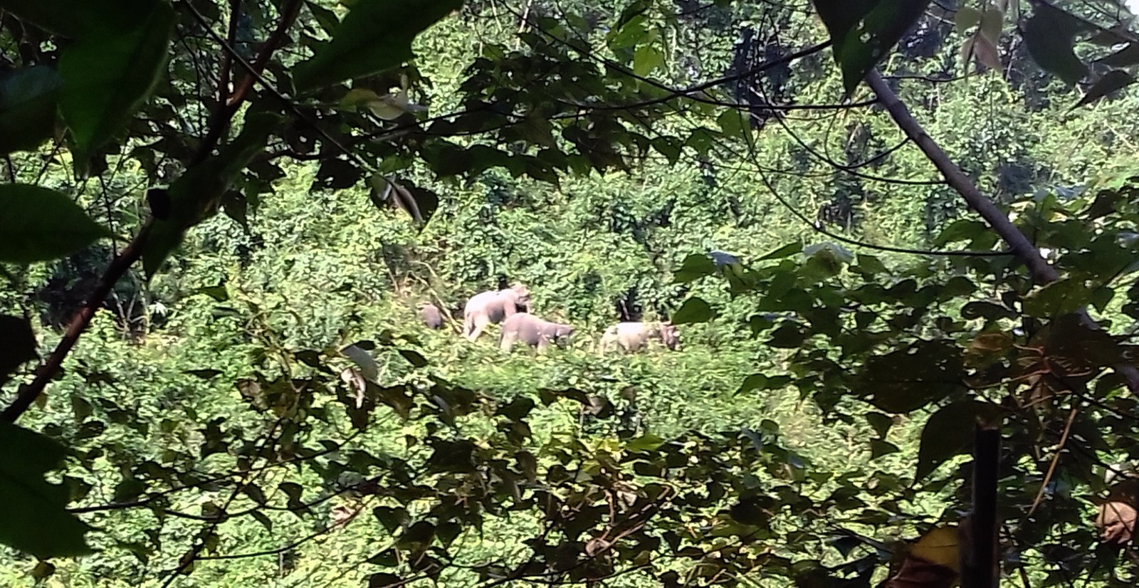 Đàn voi rừng xuất hiện gần khu dân cư