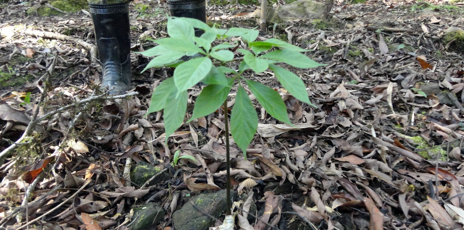 Điều tra vụ mất trộm hơn 500 gốc sâm Ngọc Linh