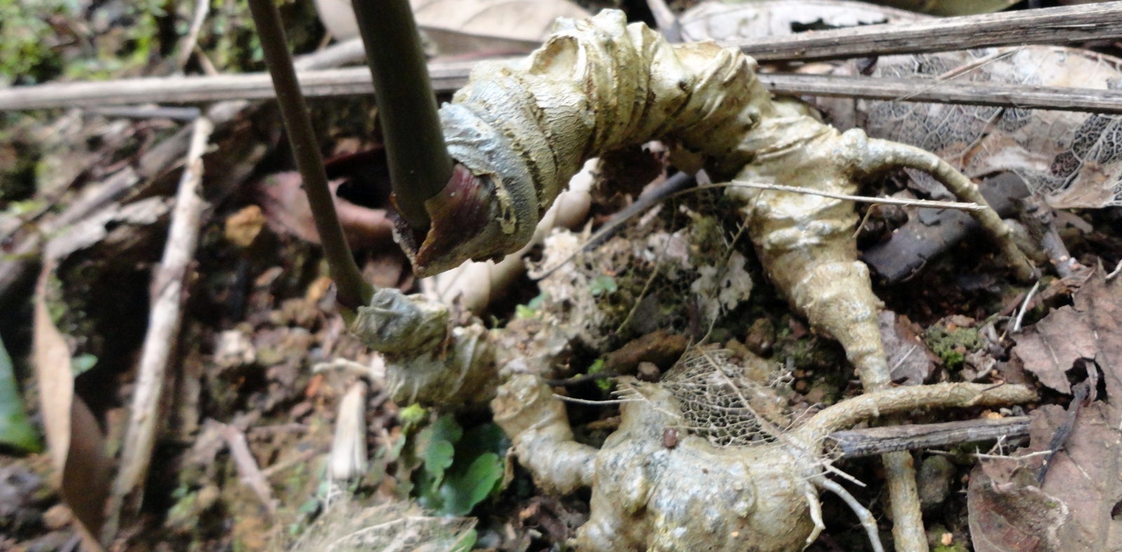 Tặng giấy khen cho lực lượng Công an tham gia phá án trộm cắp sâm Ngọc Linh