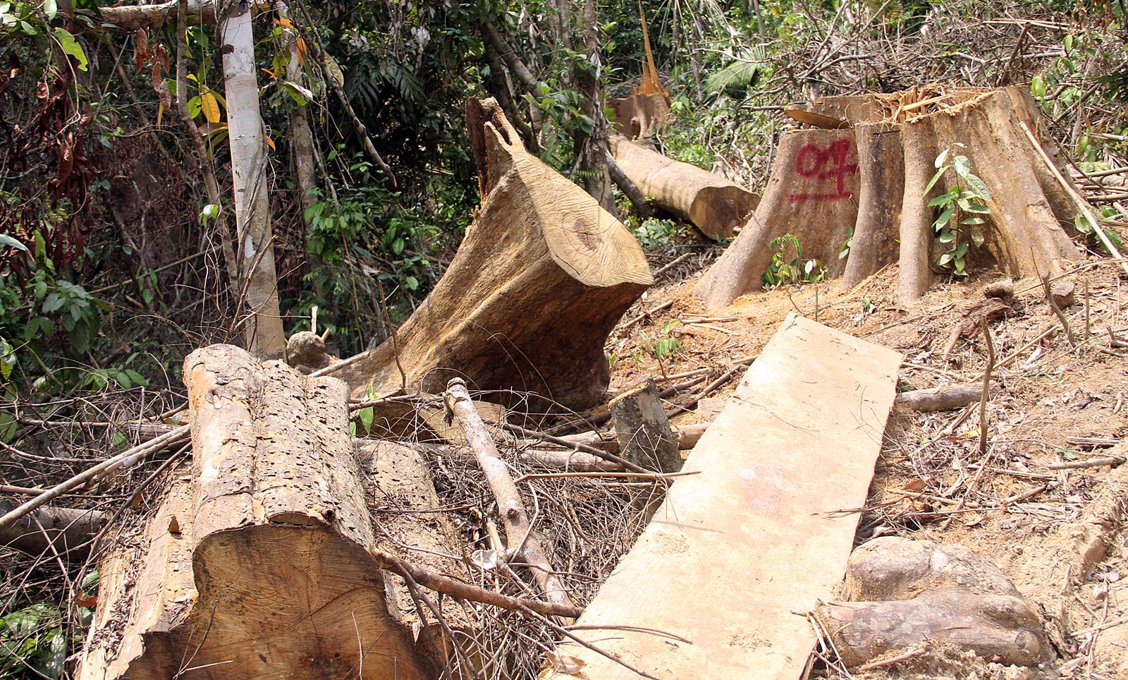 Khởi tố vụ phá rừng phòng hộ ở Đông Giang