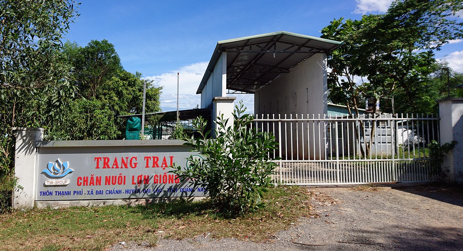 Trang trại lợn giống gây ô nhiễm trầm trọng