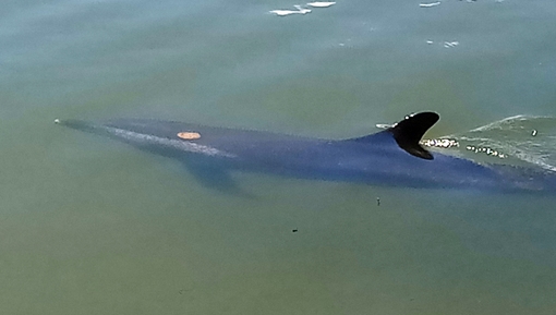 Cá heo đi lạc vào cửa sông ở Hội An