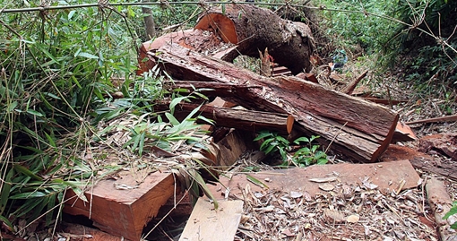 Khởi tố 2 cán bộ bảo vệ rừng và 1 giám đốc doanh nghiệp liên quan các vụ phá rừng