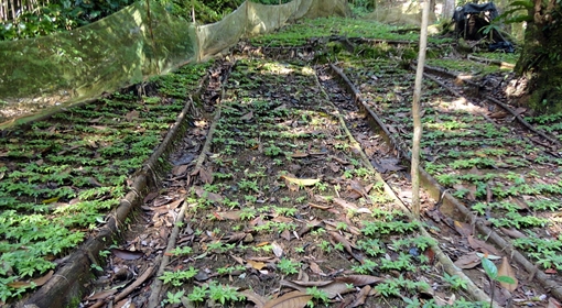 Đưa vào hoạt động điểm du lịch “Vườn sâm Ngọc Linh - Tăk Ngo”