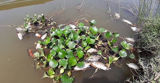 Cá chết nổi trắng sông Bàn Thạch