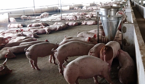 Quảng Nam khẩn trương ứng phó dịch tả lợn châu Phi