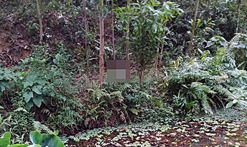 Phát hiện thi thể người đàn ông phân hủy trong rừng keo