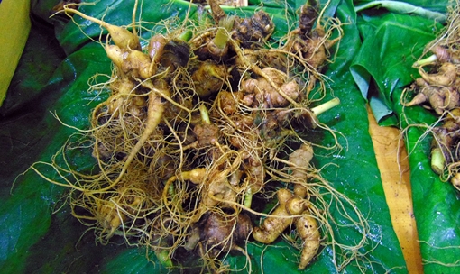 Sâm giả tìm cách trà trộn vào phiên chợ sâm Ngọc Linh hằng tháng