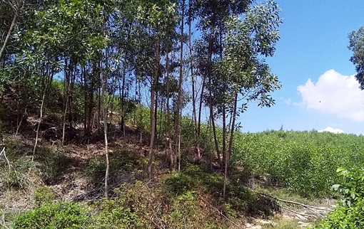 “Vẽ” dự án nghĩa trang để khai thác đất san lấp?