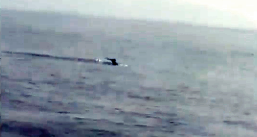 Đàn cá heo hàng trăm con bất ngờ xuất hiện tại biển Cửa Đại