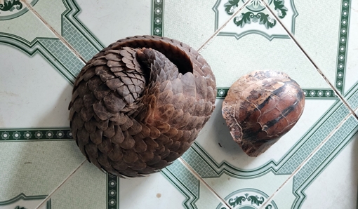 Phá chuyên án buôn bán động vật hoang dã quý hiếm quy mô lớn