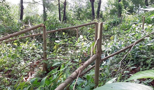 Hơn 4.000 cây keo 2 năm tuổi bị kẻ xấu phá hoại