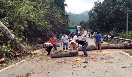 CSGT dọn dẹp cây cổ thụ đổ chắn ngang đường Hồ Chí Minh
