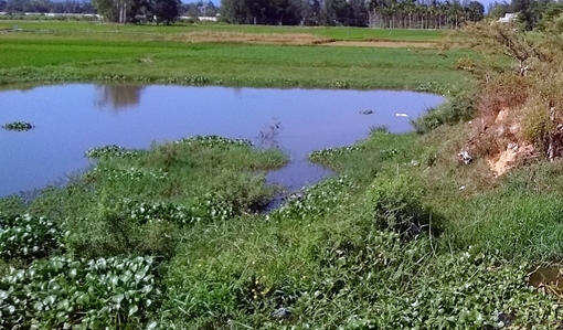 Hai học sinh lớp 3 đuối nước dưới ao gần nhà