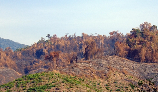 Xử lý nghiêm vụ cháy rừng phòng hộ tại Quảng Nam