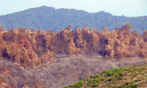 Sẽ khởi tố vụ cháy rừng phòng hộ tại Quảng Nam