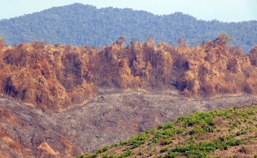 Chuyển hồ sơ vụ cháy rừng ở Quảng Nam sang cơ quan Công an