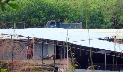 Xử lý nghiêm doanh nghiệp chế biến tận thu vàng có nhiều sai phạm