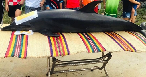 Tiến hành nghi lễ an táng cá Ông dài gần 2m