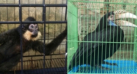 3 thành phố tại miền Trung đi đầu trong bảo vệ động vật hoang dã