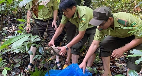 Người dân tự nguyện giao nộp 5 cá thể rùa quý hiếm