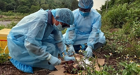 Quảng Nam tập trung phòng, chống bệnh dại ở động vật