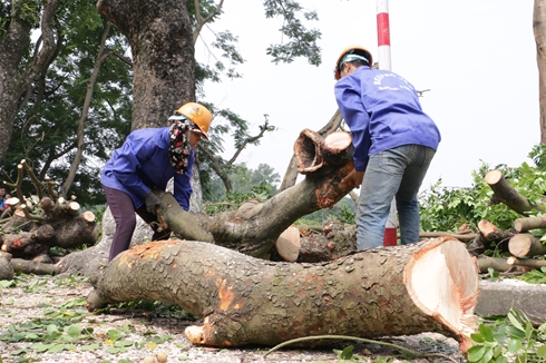 Hà Nội bắt đầu vận chuyển hơn 100 cây cổ thụ trên phố Kim Mã 