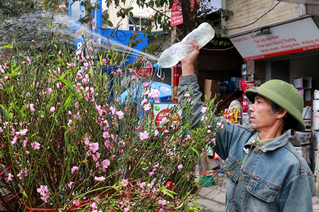 Đào Nhật Tân rực rỡ xuống phố đón Tết sớm