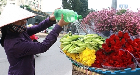 Hoa loa kèn "nhuộm" trắng đường phố Hà thành
