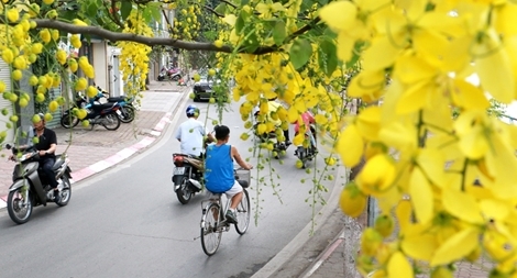 Ngẩn ngơ ngắm hoa muồng hoàng yến nhuộm vàng rực Hà Nội