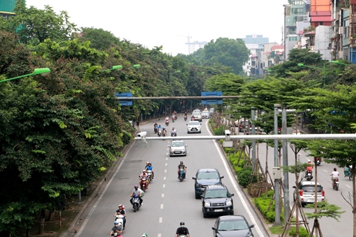 Hàng cây cổ thụ trên đường Kim Mã trước ngày di dời